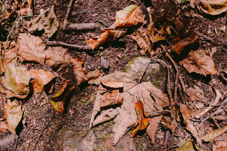 autumn leaves backgroundの写真素材