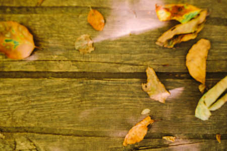 autumn leaves on wooden backgroundの写真素材