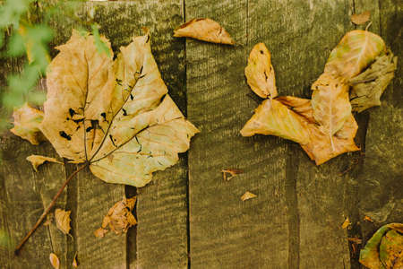 autumn leaves on wooden backgroundの写真素材