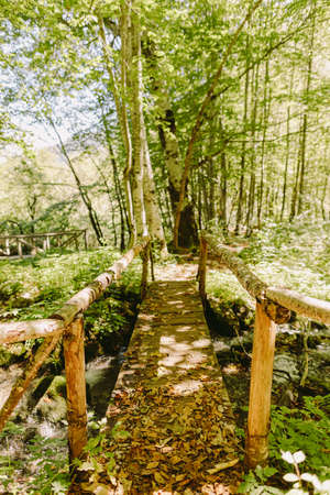 autumn leaves forestの写真素材