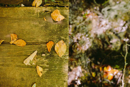 autumn leaves on wooden backgroundの写真素材