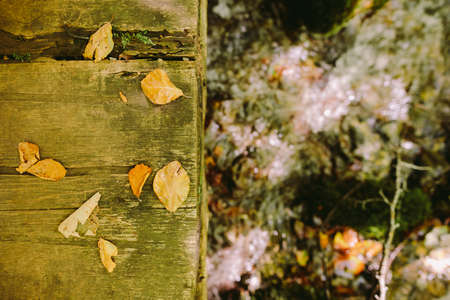 autumn leaves on wooden backgroundの写真素材