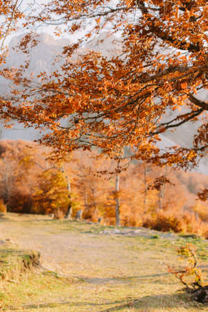 beautiful autumn forest sceneryの写真素材