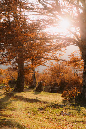 beautiful autumn forest sceneryの写真素材