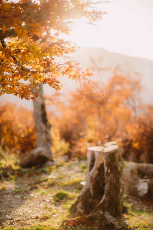 beautiful autumn forest sceneryの写真素材