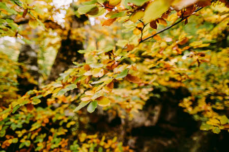 autumn leaves in forest fall seasonの写真素材