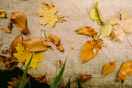 autumn leaves on wooden backgroundの写真素材