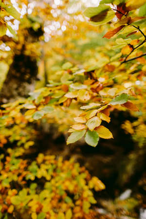 autumn leaves in forest fall seasonの写真素材