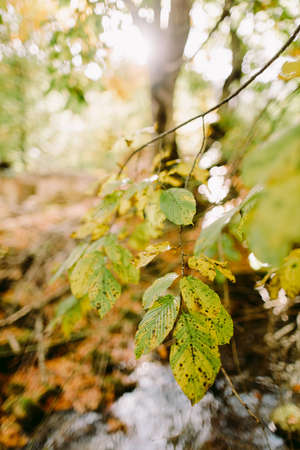 autumn leaves in forest fall seasonの写真素材