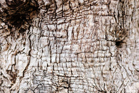 rustic wood bark texture backgroundの写真素材