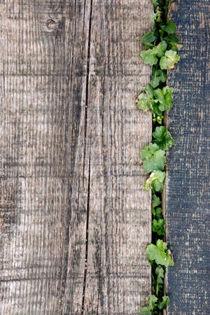 rustic wooden texture backgroundの写真素材