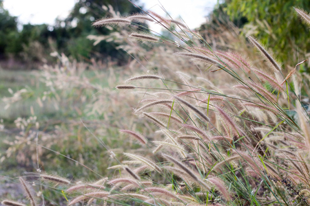Long brown wild grass blowing in the wind with green field in the backgroundの写真素材