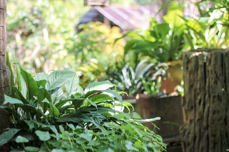 Backyard garden with various type of plants and vegetables in Thailandの写真素材