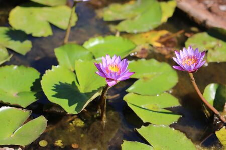 Thai purple lotus with green leaves floating on the waterの写真素材