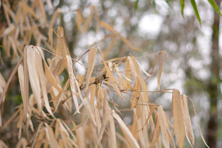 Beautiful dry yellow bamboo leaves on the bamboo tree.の写真素材
