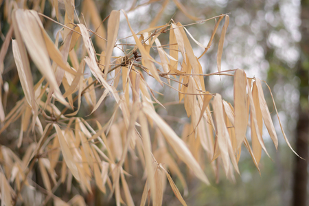 Beautiful dry yellow bamboo leaves on the bamboo tree.の写真素材