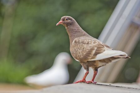 Closeup of a pigeon