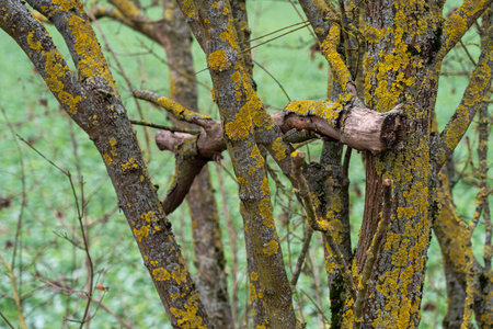 Detailed view of weathered tree trunks with vibrant yellow crusty lichen growth.