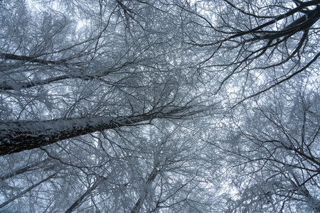 Low Angle View of Frosted Tree Crowns Against a Cold Winter Sky