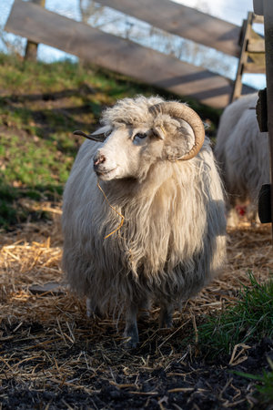A close-up portrait of a shaggy white sheep with curved horns standing on straw in the afternoon...