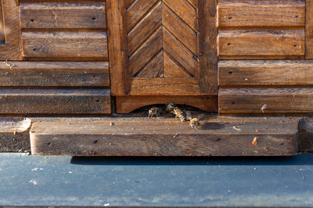 Close-up view of worker bees gathering at the entrance of a rustic, textured wooden apiary box.