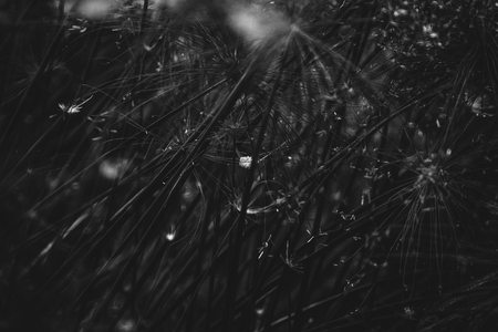 Abstract black texture of plant