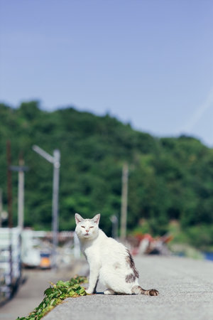 Cat on the coastの写真素材
