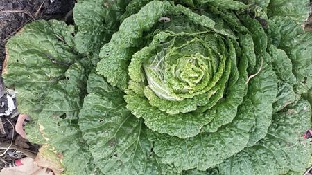 flower shape of cabbage in mt bromo