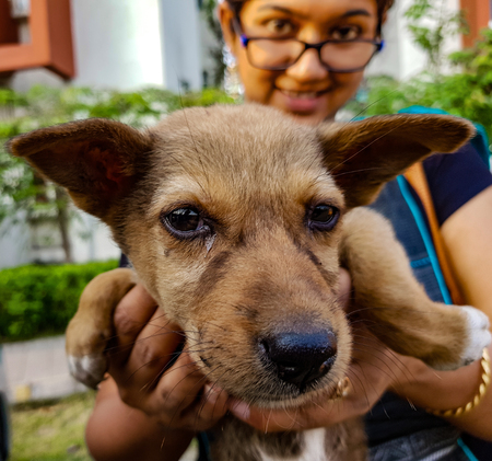 a lady holding an indian street puppy facing camera showing animal loveの写真素材