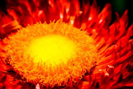 core of a sunflower ornge and yellow colour super macroの写真素材