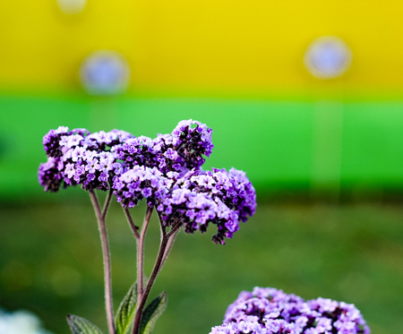 violet Buddleja or Buddleia butterfly bush flower shalow depth of field