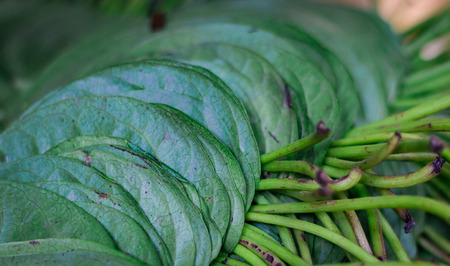 betel pan leaves stacked for sale in market in india panの写真素材