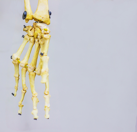articulated carpal bones showing human hand anatomy in white background