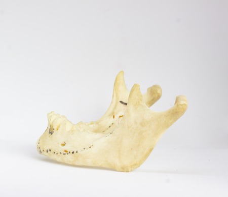side view of isolated human mandible without teeth in white background with space for text