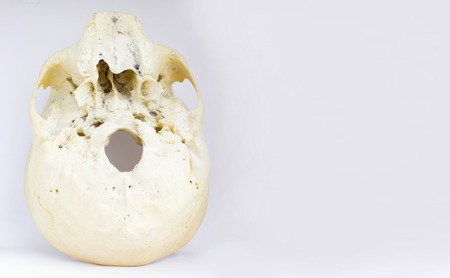 bottom view of base of the human skull showing maxilla and foramen magnum for anatomy in isolated white background.の写真素材