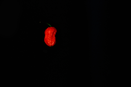 One Red Bhoot Jolokia Spicy ghost pepper isolated in black background with space for text