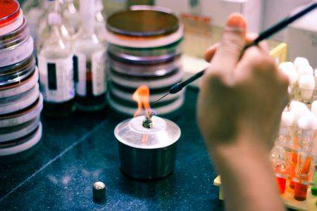 microbiological inoculation loop being heated in a spirit lamp flame for sterilisation disinfection...
