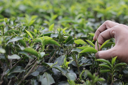 hand plucking bud of tea leaves in a tea garden for organic white and green tea