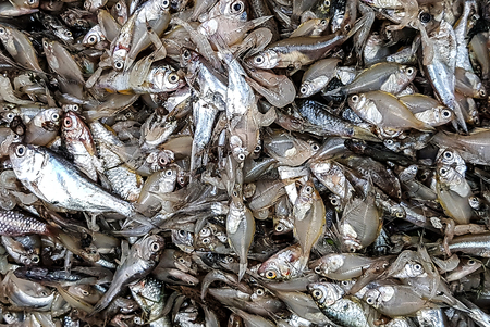 heap of indian anchovy fish in a fish market for saleの写真素材