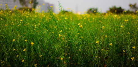 selective focus of yellow mustard flowers on green colored mustard plants in wide open fieldの写真素材