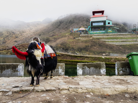a riding yak decorated in dress and bells near tsomgo lake at sikkim indiaのeditorial素材