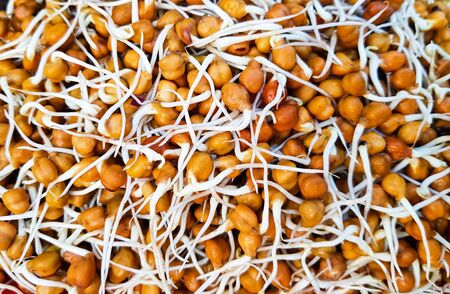 closeup view of sprouted chickpea bengal gram with white long rootsの写真素材