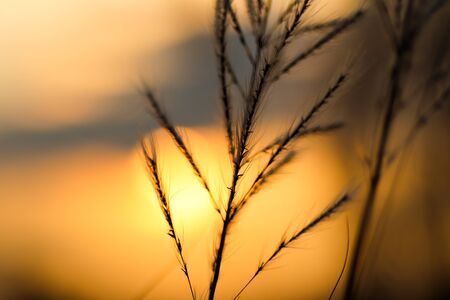 kush grass or kash ful close up macro image with golden sun light in the background with selective...