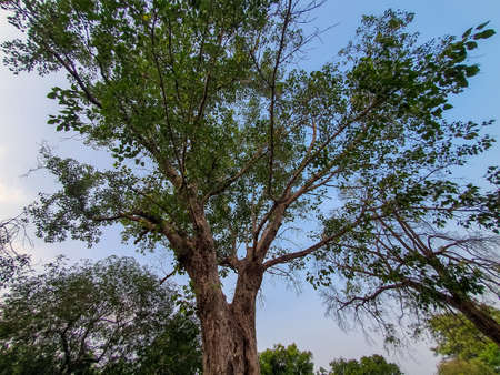 2nd October 2019, Sevagram, India-The sacred fig tree planted by gandhiji at Sevagram ashram-India. This is a popular tourist attractionのeditorial素材