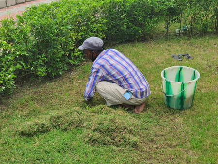 24 November, Kishanganj, Bihar, India- A gardener manually cutting grass with a sickle knife during day time to make the grass uniform level.のeditorial素材