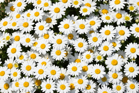 North pole flowers taken in Japanの写真素材