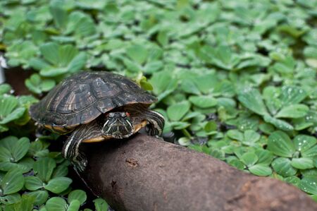 turtleの写真素材