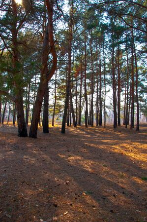 Treesの写真素材