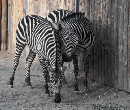  African mammal kind of horse that has striped coloringの写真素材
