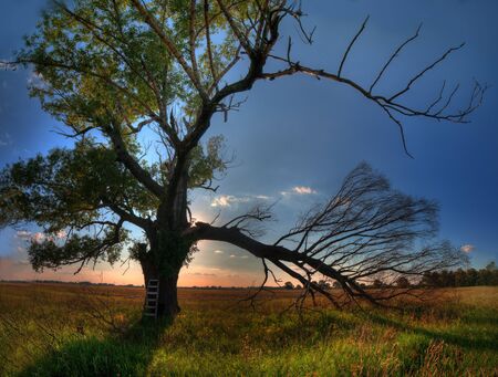Oak tree in full leaf in summer standing alone の写真素材